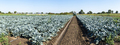 Tractor in broccoli farmland. Big broccoli plantation. Concept f - PhotoDune Item for Sale