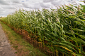 Green corn field on a stormy summer day - PhotoDune Item for Sale