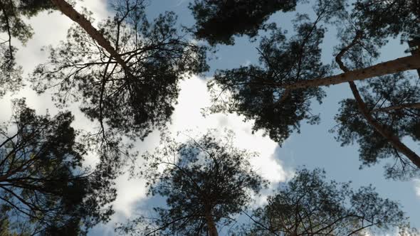 TIme lapse of pine trees swaying in wind against blue sky with clouds, bottom view