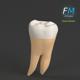Stylized human first molar tooth - 3DOcean Item for Sale