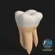 Stylized human second molar tooth - 3DOcean Item for Sale