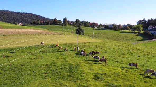 Catlle herd grazing on mountain pasture, aerial footage, rural scene, 4k UHD, high angle, ecological