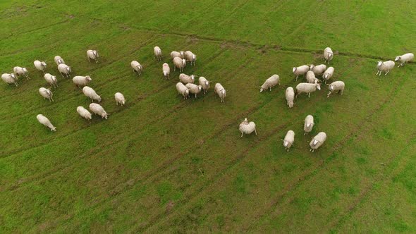 Sheeps on green pasture in village farm field countryside