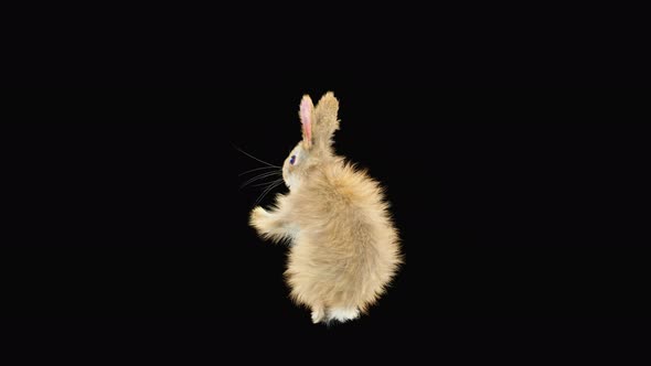 Rabbit Dancing 4K