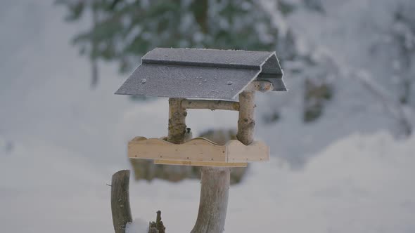 Small bird fighting, flying, searching, and eating food in a birdhouse in winter with nature covered