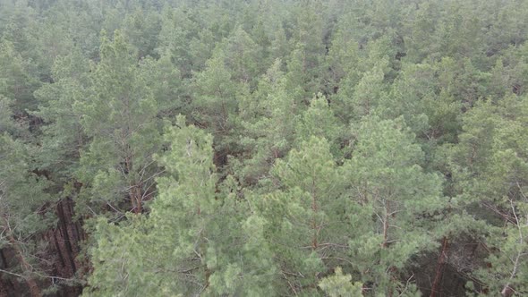 Trees in a Pine Forest During the Day Aerial View