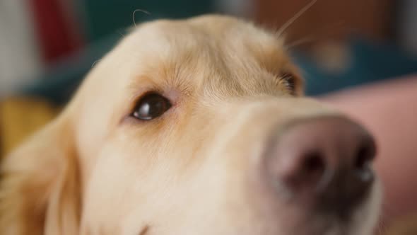 Golden Retriever is Sitting on the Sofa in Living Room