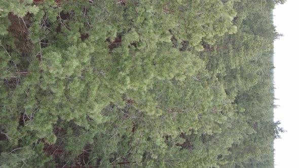 Vertical Video of Beautiful Forest Landscape