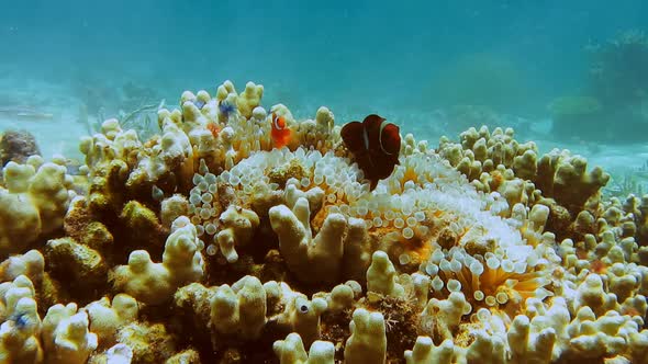 False Clown Fish Family Known As Nemo Fish on Pinkgreen Anemone