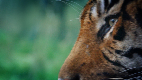 Tiger Comes into View in the Jungle