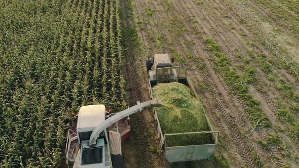 Cutting Corn Silage with a Self-propelled Machine and Filling a Tractor Trailer with Crushed