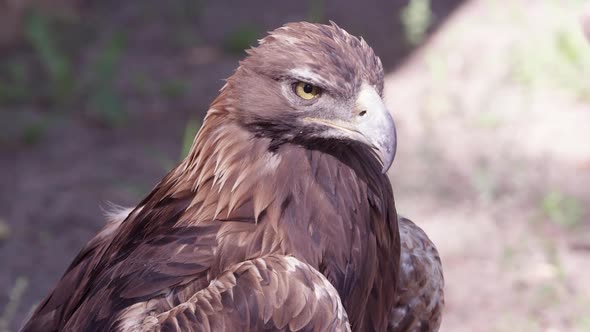 Close up view of Golden Eagle