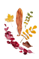 Dry autumn leaves of different colors on a white background. Iso - PhotoDune Item for Sale