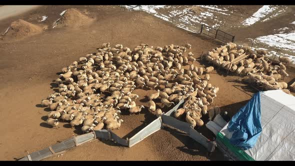 Aerial view of flock of sheep