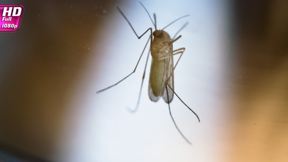 Female Mosquito Slowly Moves Its Paws