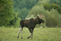 Buul Moose ( Alces alces) - PhotoDune Item for Sale