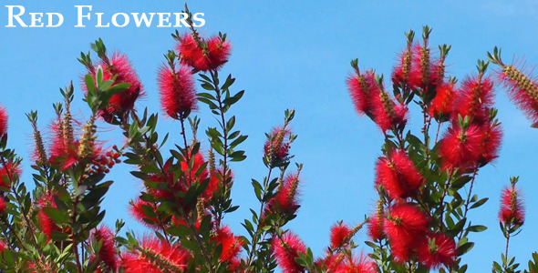 Red Flowers 1