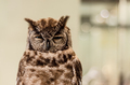 in ironic owl - PhotoDune Item for Sale