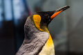 Emperor penguin - PhotoDune Item for Sale