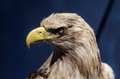 An eagle portrait - PhotoDune Item for Sale