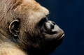 portrait of a gorilla - PhotoDune Item for Sale