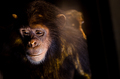 sad chimpanzee - PhotoDune Item for Sale