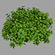 Bush - 3DOcean Item for Sale