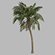 Palm Tree - 3DOcean Item for Sale