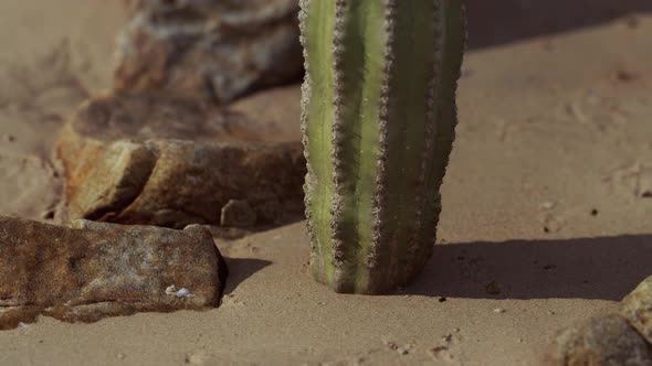 Close Up of Saguaro Cactus at the Sand