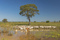 Cattle under a tree in the Pantanal - PhotoDune Item for Sale
