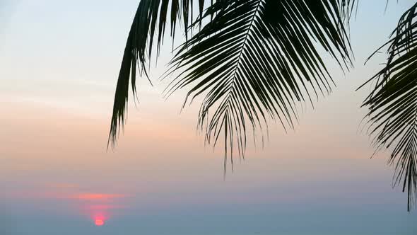 Beautiful tropical coconut palm tree leaf with sunset around sea beach