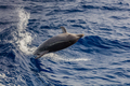 dolphin swimming in Atlantic Ocean near the coast of Tenereife. - PhotoDune Item for Sale