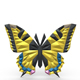 butterfly figure - 3DOcean Item for Sale