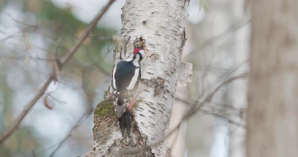 Great Spotted Woodpecker, Dendrocopos Major, Knocks on the Bark of Birch Tree, Extracting Edable