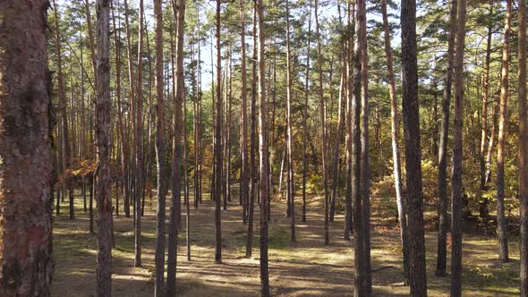 Autumn Forest with Trees By Day