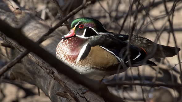 Colorful drake wood duck in tree as sunlight reflects from pond