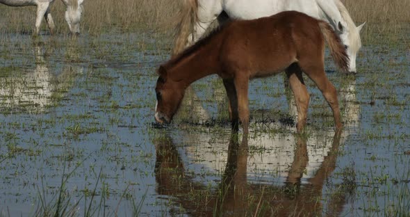 Foals. White Camargue horse, Camargue, France