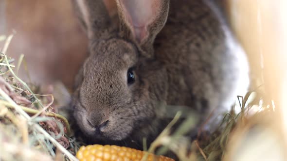 Big Gray Rabbit in Cage Slow Motion