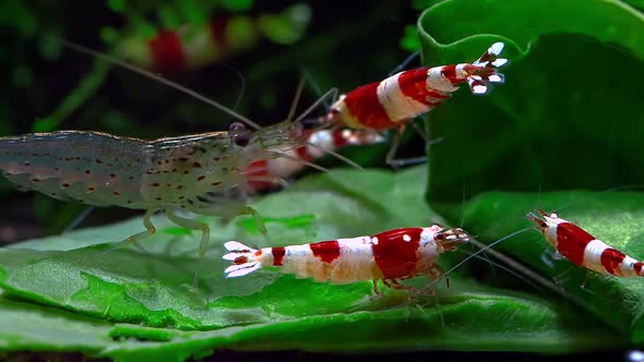 Crystal Red Shrimps