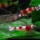 Crystal Red Shrimps - VideoHive Item for Sale