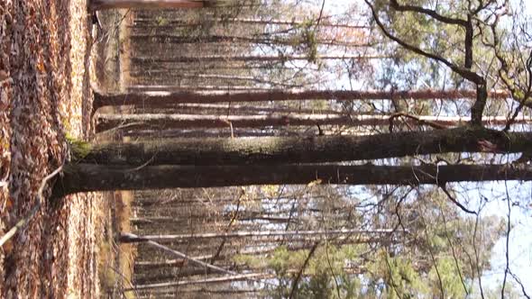 Vertical Video Autumn Forest with Trees in Ukraine Slow Motion