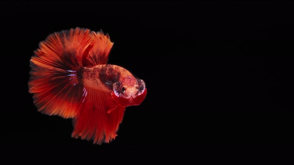 red color Siamese fighting fish