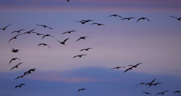 Group of Cormorants flying over the Camargue in France