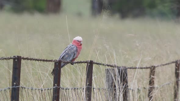 galah sitting on a fence at glen davis