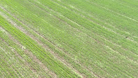 Flight over the green cereal crops 4K drone video