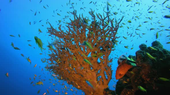 Tropical Underwater Reef Sea Fish