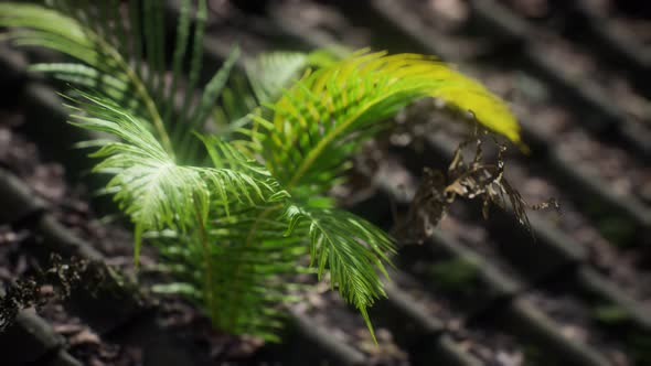 Moss and Fern on Old Roof