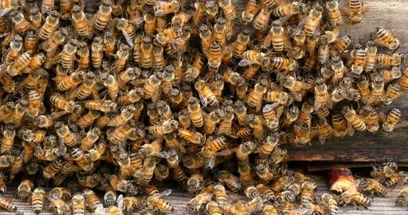 |European Honey Bee, apis mellifera, bees grazing on the hive entrance, Bee Hive in Normandy