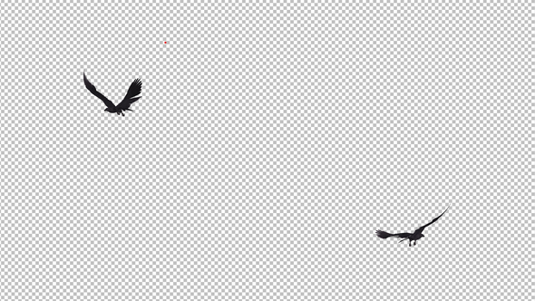 Two Ravens - Flying Around Loop - Alpha and Green alt