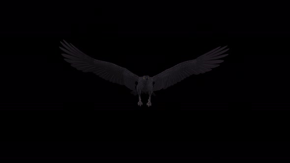Black Raven - 4K Flying Loop - Front View alt